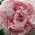 news photo